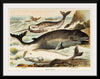 "Narwhal, White whale, and Rorqual from Johnson's Household Book of Nature (1880)", John Karst