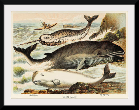 "Narwhal, White whale, and Rorqual from Johnson's Household Book of Nature (1880)", John Karst