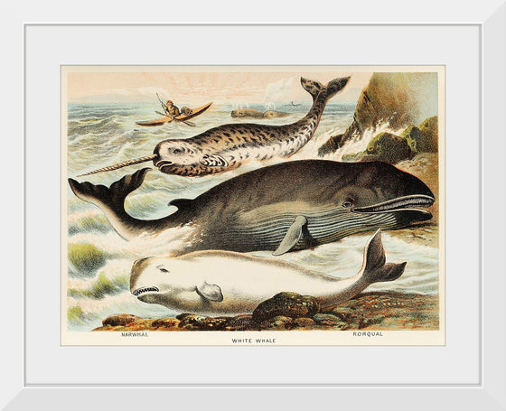 "Narwhal, White whale, and Rorqual from Johnson's Household Book of Nature (1880)", John Karst