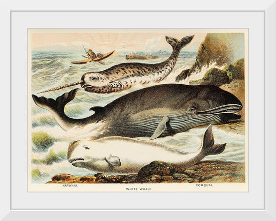 "Narwhal, White whale, and Rorqual from Johnson's Household Book of Nature (1880)", John Karst