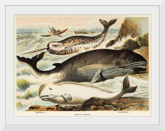 "Narwhal, White whale, and Rorqual from Johnson's Household Book of Nature (1880)", John Karst