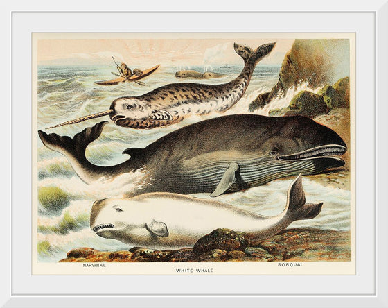 "Narwhal, White whale, and Rorqual from Johnson's Household Book of Nature (1880)", John Karst