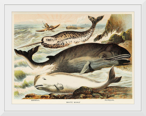 "Narwhal, White whale, and Rorqual from Johnson's Household Book of Nature (1880)", John Karst