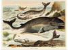 "Narwhal, White whale, and Rorqual from Johnson's Household Book of Nature (1880)", John Karst