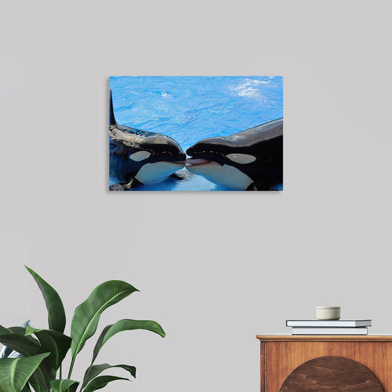 "Orcas"