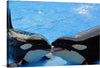 Dive into the mesmerizing depths of the ocean with this exquisite print capturing a tender moment between two orcas. The vibrant blues of the water contrast beautifully with the sleek, black and white bodies of these majestic creatures, offering a glimpse into their enigmatic world. Every detail, from the gentle touch of their noses to the playful dance of light on their skin, is captured with stunning clarity.