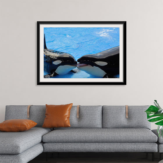 "Orcas"