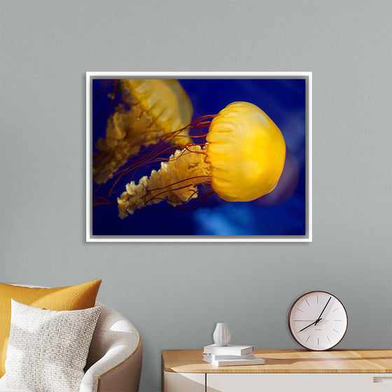 "Beautiful Jellyfish"