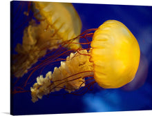  This captivating print features two jellyfish suspended in a deep blue sea. The vibrant colors and intricate details of the jellyfish come to life, making this artwork a mesmerizing addition to any space. The jellyfish themselves are a striking blend of bright yellow and orange, their long, delicate tentacles trailing behind them.