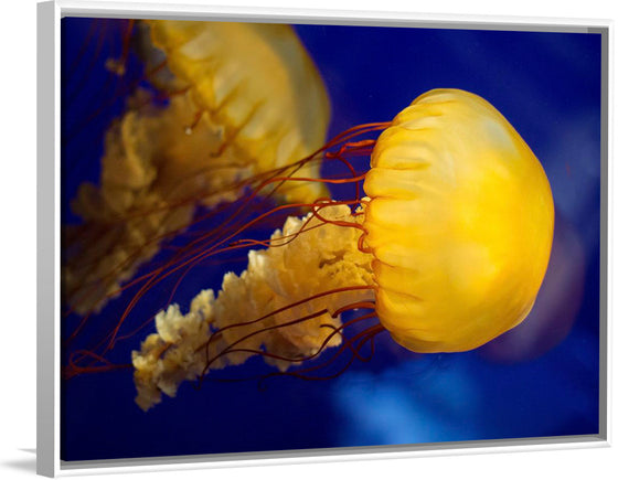 "Beautiful Jellyfish"