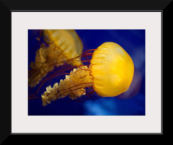 "Beautiful Jellyfish"