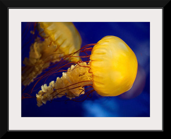 "Beautiful Jellyfish"