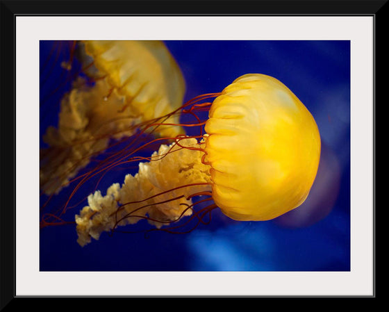 "Beautiful Jellyfish"