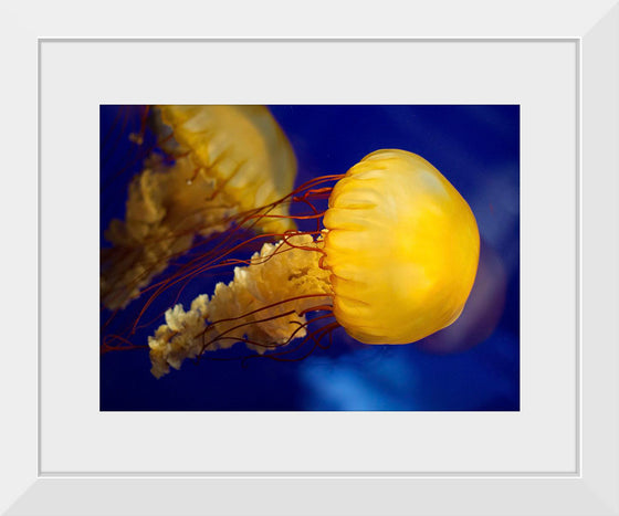 "Beautiful Jellyfish"