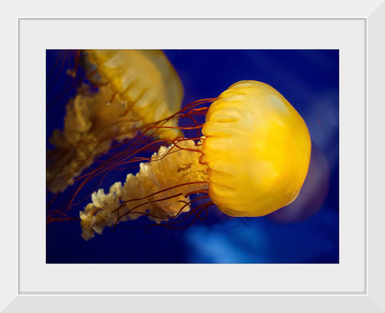 "Beautiful Jellyfish"