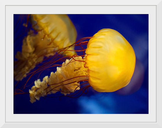 "Beautiful Jellyfish"