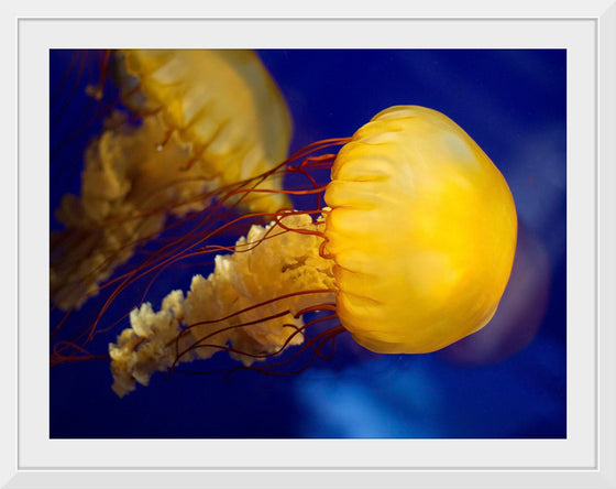 "Beautiful Jellyfish"