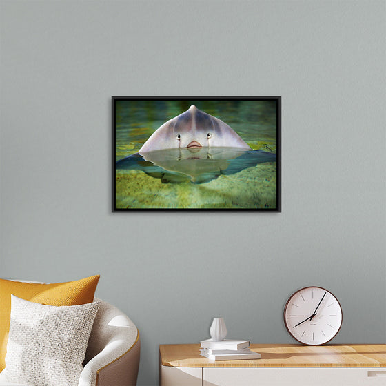 "Cute Stingray Above Waters"