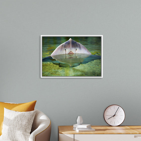 "Cute Stingray Above Waters"