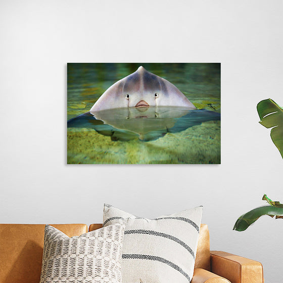 "Cute Stingray Above Waters"