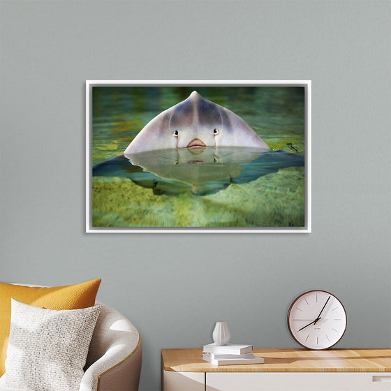 "Cute Stingray Above Waters"