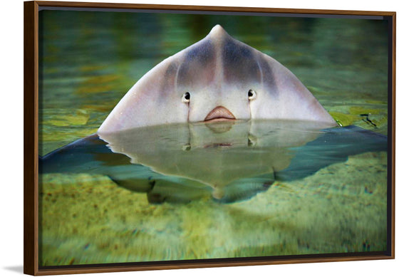 "Cute Stingray Above Waters"