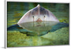 "Cute Stingray Above Waters"