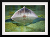 "Cute Stingray Above Waters"