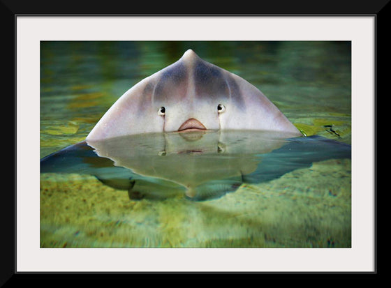 "Cute Stingray Above Waters"