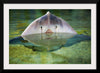 "Cute Stingray Above Waters"