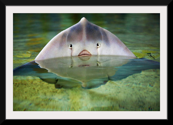 "Cute Stingray Above Waters"