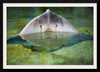 "Cute Stingray Above Waters"