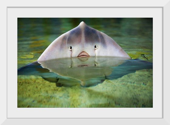 "Cute Stingray Above Waters"