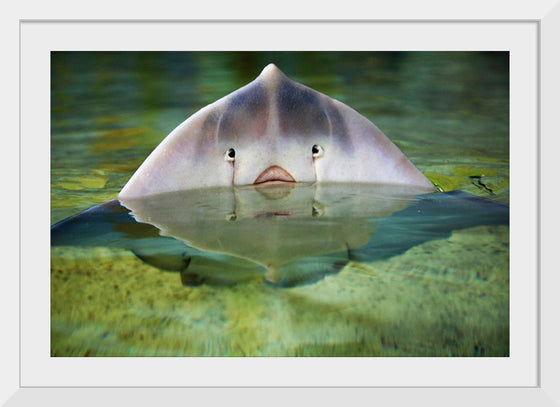 "Cute Stingray Above Waters"