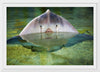 "Cute Stingray Above Waters"