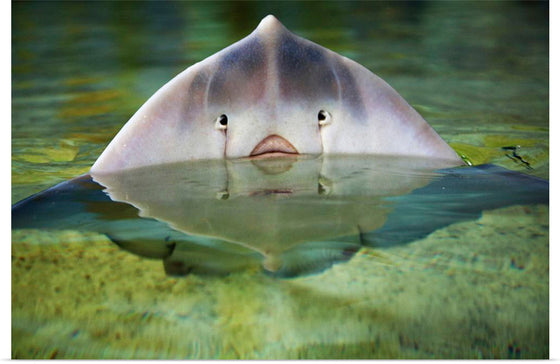 "Cute Stingray Above Waters"