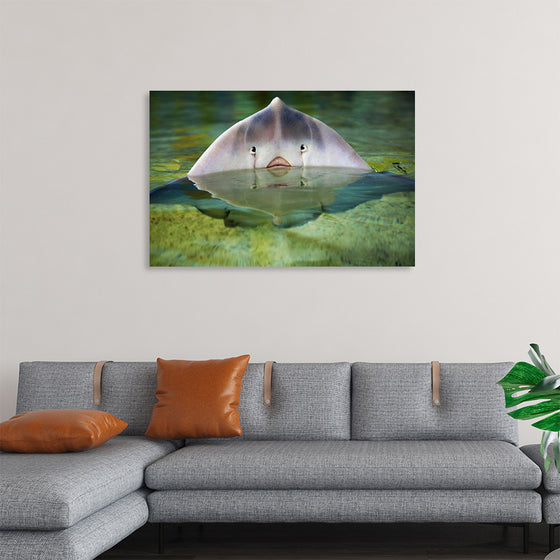 "Cute Stingray Above Waters"