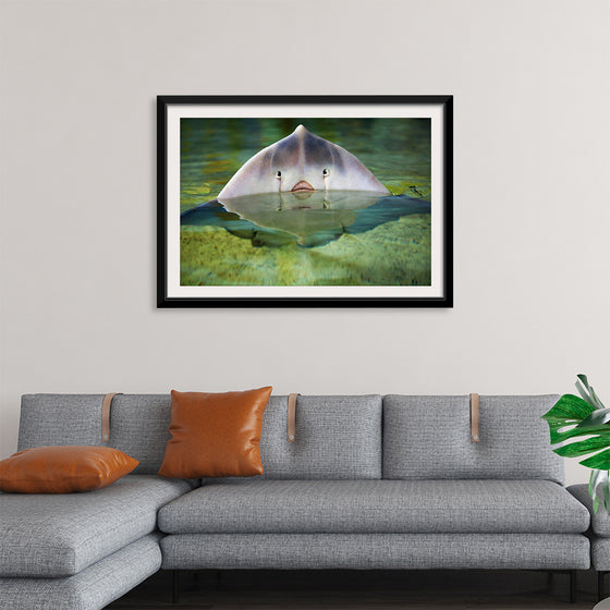 "Cute Stingray Above Waters"