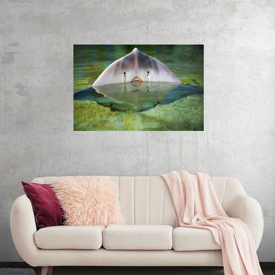 "Cute Stingray Above Waters"