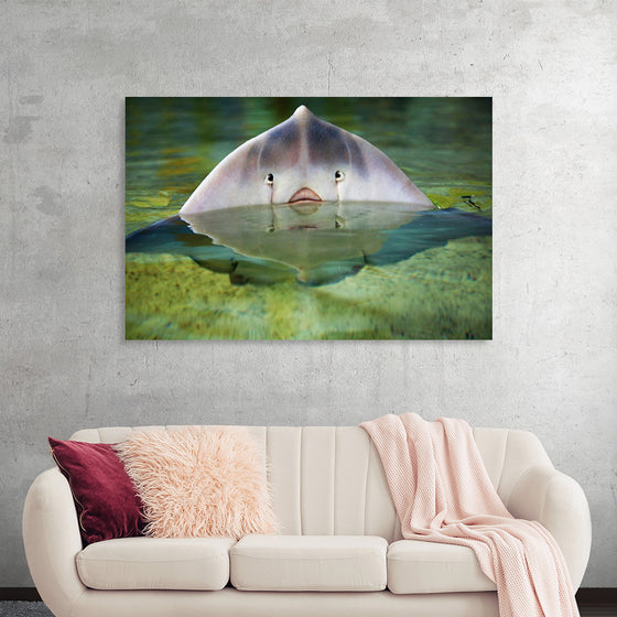 "Cute Stingray Above Waters"