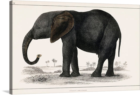 This captivating print features a meticulously detailed portrayal of an elephant, a symbol of strength and wisdom. The artist’s masterful use of fine lines and shading techniques brings to life the elephant’s textured skin and expressive eyes, creating a sense of realism that is truly mesmerizing. Set against a minimalistic backdrop of trees and shrubs, the elephant stands majestically, its trunk curled upwards in a display of gentle grandeur. 