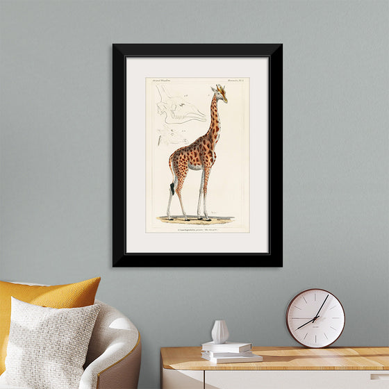 "Camelopardis Giraffe - The Giraffe (1837)"Georges Cuvier