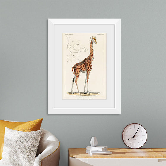 "Camelopardis Giraffe - The Giraffe (1837)"Georges Cuvier