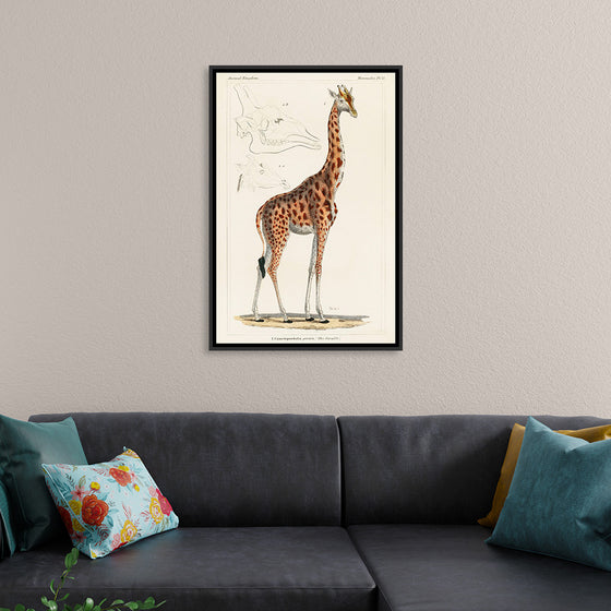 "Camelopardis Giraffe - The Giraffe (1837)"Georges Cuvier