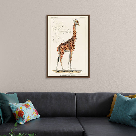 "Camelopardis Giraffe - The Giraffe (1837)"Georges Cuvier