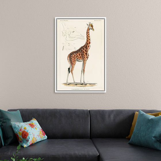 "Camelopardis Giraffe - The Giraffe (1837)"Georges Cuvier