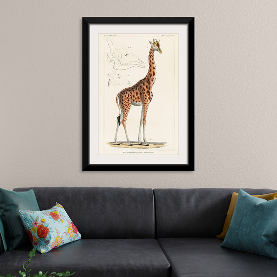 "Camelopardis Giraffe - The Giraffe (1837)"Georges Cuvier