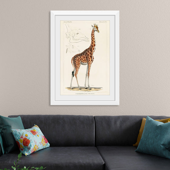 "Camelopardis Giraffe - The Giraffe (1837)"Georges Cuvier