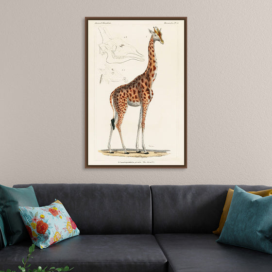 "Camelopardis Giraffe - The Giraffe (1837)"Georges Cuvier