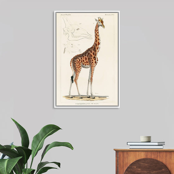 "Camelopardis Giraffe - The Giraffe (1837)"Georges Cuvier